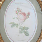 リボン バラ額絵 壁掛け ルドゥーテ バラ ピンク 楕円 薔薇 ヴィクトリア ゴールド 金 クラシック 1383187