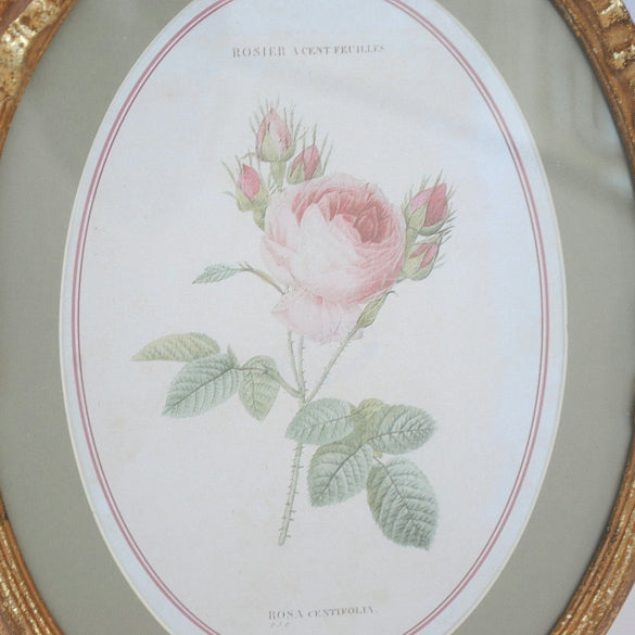 リボン バラ額絵 壁掛け ルドゥーテ バラ ピンク 楕円 薔薇 ヴィクトリア ゴールド 金 クラシック 1383187