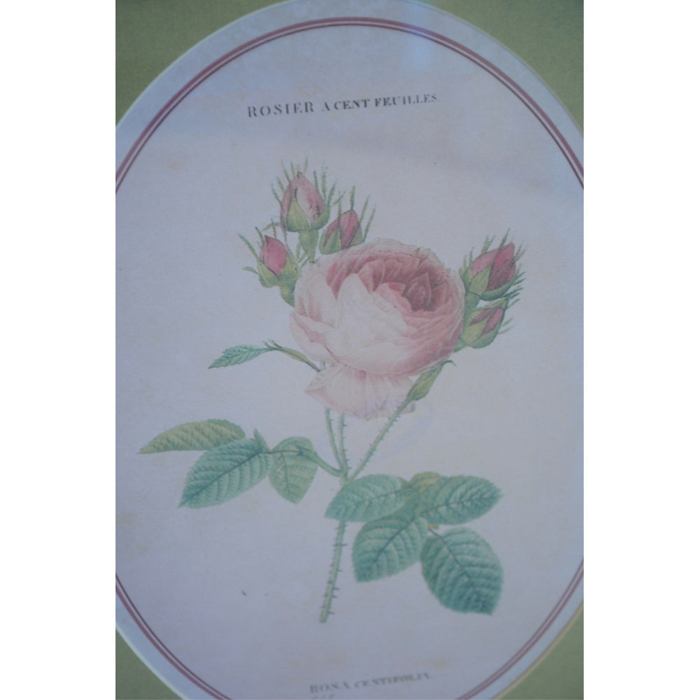 ルドゥーテ 薔薇の額絵 壁掛け 額縁 可愛い アンティーク風 バラ額 バラ ピンク 楕円 薔薇 ヴィクトリア ゴールド 金 クラシック 1383203