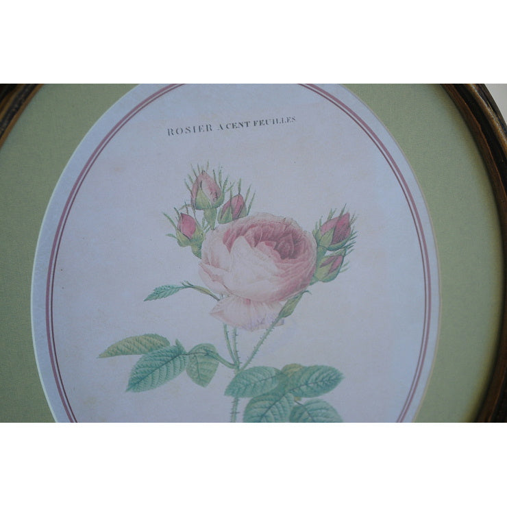ルドゥーテ 薔薇の額絵 壁掛け 額縁 可愛い アンティーク風 バラ額 バラ ピンク 楕円 薔薇 ヴィクトリア ゴールド 金 クラシック 1383203